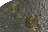 Dactylioceras Ammonite Cluster - Posidonia Shale, Germany #180320-1